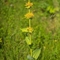 Gentiane jaune (Gentiana lutea - FJV2)