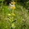 Gentiane jaune (Gentiana lutea - FJV4)