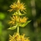 Gentiane jaune (Gentiana lutea - FJV3)