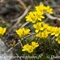 Drave faux aïzoon ( Draba aizoides - FJV3)