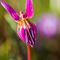 Erythrone dent de chien ( Erythronium dens-canis - FRV3 )