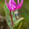 Erythrone dent de chien ( Erythronium dens-canis - FRV5 )