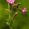 Compagnon rouge ou Silène dioïque ( Silene dioica - FRV5)