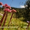  Joubarbe des montagnes (Sempervivum montanum - FRV1 )