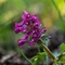 Corydale Solide ( Corydalis solida - FRV2)