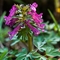 Corydale Solide ( Corydalis solida- FRV1)