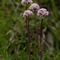 Valériane Tubéreuse ( Valeriana tuberosa - FRV1 )