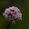 Valériane Tubéreuse ( Valeriana tuberosa - FRV2 )