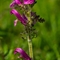 Pédiculaire Arquée (Pedicularis gyroflexa - FRV5)