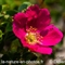 Rosier des Alpes ( Rosa pendulina - FRV3)