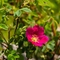 Rosier des Alpes ( Rosa pendulina - FRV4 )