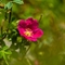 Rosier des Alpes ( Rosa pendulina - FRV2 )