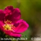 Rosier des Alpes ( Rosa pendulina - FRV1 )