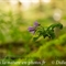 Cardamine à sept folioles (Cardamine heptaphylla - FRV5 )