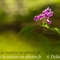 Cardamine à sept folioles (Cardamine heptaphylla - FRV11 )