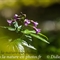 Cardamine à sept folioles (Cardamine heptaphylla - FRV6 )