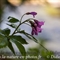 Cardamine à sept folioles (Cardamine heptaphylla - FRV10 )