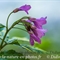 Cardamine à sept folioles (Cardamine heptaphylla - FRV8 )