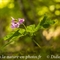 Cardamine à sept folioles (Cardamine heptaphylla - FRV9 )