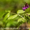 Gesse Printanière ( Lathyrus vernus - FRV4 )