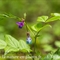 Gesse Printanière ( Lathyrus vernus - FRV9 )