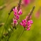 Sainfoin Montagnard ( Onobrychis montana - FRV2 )