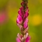 Sainfoin Montagnard ( Onobrychis montana - FRV3 )