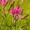 Sainfoin Montagnard ( Onobrychis montana - FRV4 )