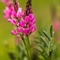 Sainfoin Montagnard ( Onobrychis montana - FRV5 )