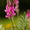 Sainfoin Montagnard ( Onobrychis montana - FRV6 )