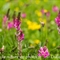 Sainfoin Montagnard ( Onobrychis montana - FRV1 )