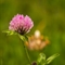 Trèfle Violet ( Trifolium pratense subsp. pratense - FRV1)