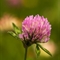 Trèfle Violet ( Trifolium pratense subsp. pratense - FRV2)