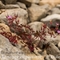 Géranium Herbe à Robert ( Geranium robertianum subsp. robertianum - FRV2 )
