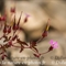 Géranium Herbe à Robert ( Geranium robertianum subsp. robertianum - FRV5)