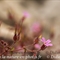Géranium Herbe à Robert ( Geranium robertianum subsp. robertianum - FRV7 )