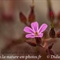 Géranium Herbe à Robert ( Geranium robertianum subsp. robertianum - FRV3 )