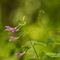 Calament à grandes fleurs (clinopodium grandiflorum - FRV3)