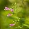 Calament à grandes fleurs (clinopodium grandiflorum - FRV1)