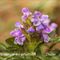 Brunelle commune ( prunella vulgaris - FRV1)