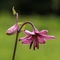 Lis Martagon (lilium martagon - FRV7)