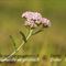 Achillée millefeuille ( Achillea millefolium linné - FRV1)