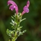 Pédiculaire Arquée (Pedicularis gyroflexa - FRV1)