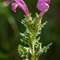 Pédiculaire Arquée (Pedicularis gyroflexa - FRV3)