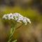 Achillée millefeuille ( Achillea millefolium linné - FRV3)