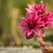 Joubarbe à toile d'araignée (Sempervivum arachnoideum - FRV1)