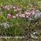 Oeillet de Grenoble (Dianthus gratianopolitanus - FRV1)