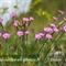 Oeillet de Grenoble (Dianthus gratianopolitanus - FRV3)