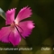 Oeillet de Grenoble (Dianthus gratianopolitanus - FRV4)