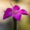 Oeillet de Grenoble (Dianthus gratianopolitanus - FRV2)